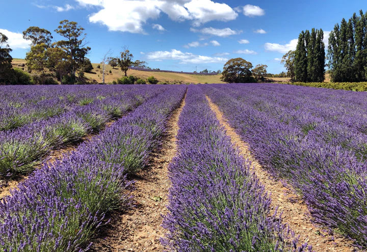 Lavender.Laundry.Fields